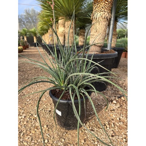 Agave hesperaloe 10 lt -25º